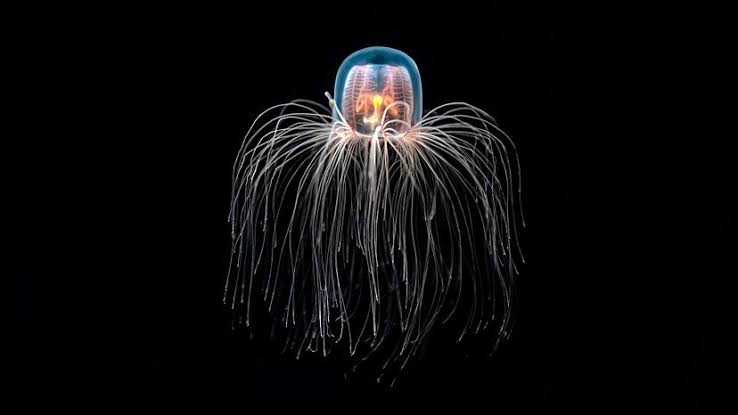PublicTrend's tweet photo. There is a jellyfish that lives forever

There is a tiny creature in the ocean that has figured out how to beat the aging process entirely.

When the Turritopsis dohrnii jellyfish gets injured, sick, or just old, it doesn't die. Instead, it completely hits the biological reset button and turns its cells back into their youngest, earliest state—like a butterfly turning back into a caterpillar. It can repeat this cycle over and over again, making it biologically immortal.