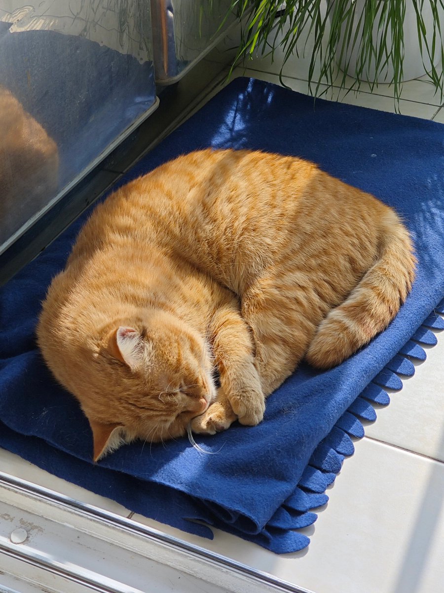 DedeHoltryatba's tweet photo. Just found my old cat napping in the laundry basket after I folded all the clean sheets — my chaotic little helper took a tiny break from "supervising" the chore, and now I can’t move the basket at all. #HomeChaos #SmallJoys， https://t.co/b6OxTtwKw7