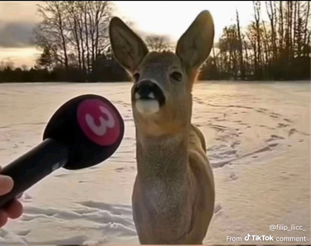 d. tweet media