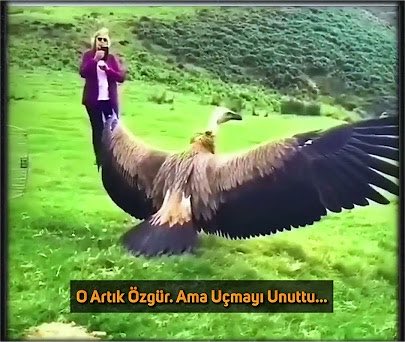 elif ılgaz tweet media