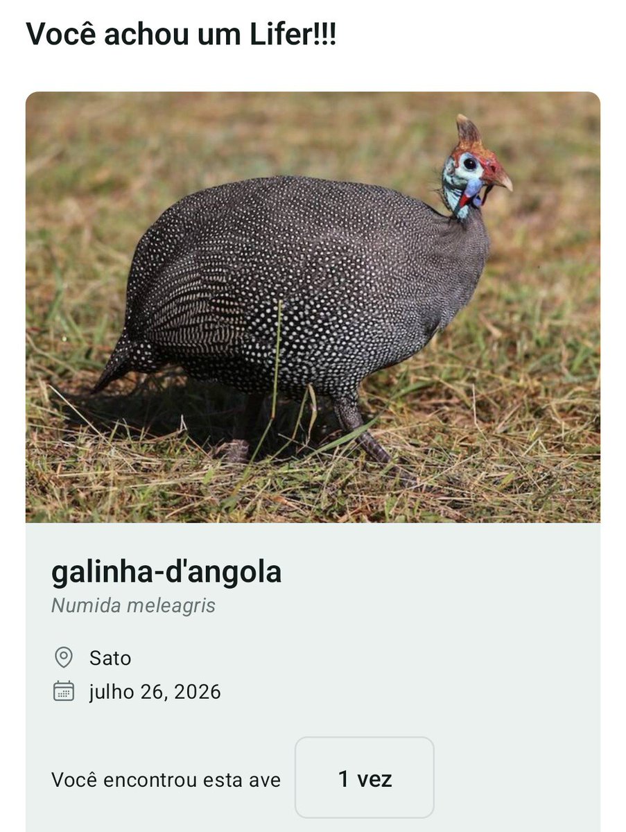 AllanIsumi's tweet photo. Peguei uma galinha da Angola 😆 https://t.co/6UyJWfcqi0