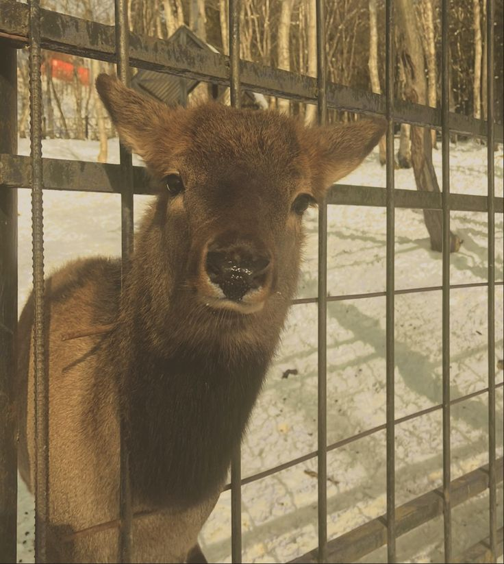 ipostdeer's tweet photo. https://t.co/PyGLyr88Vy