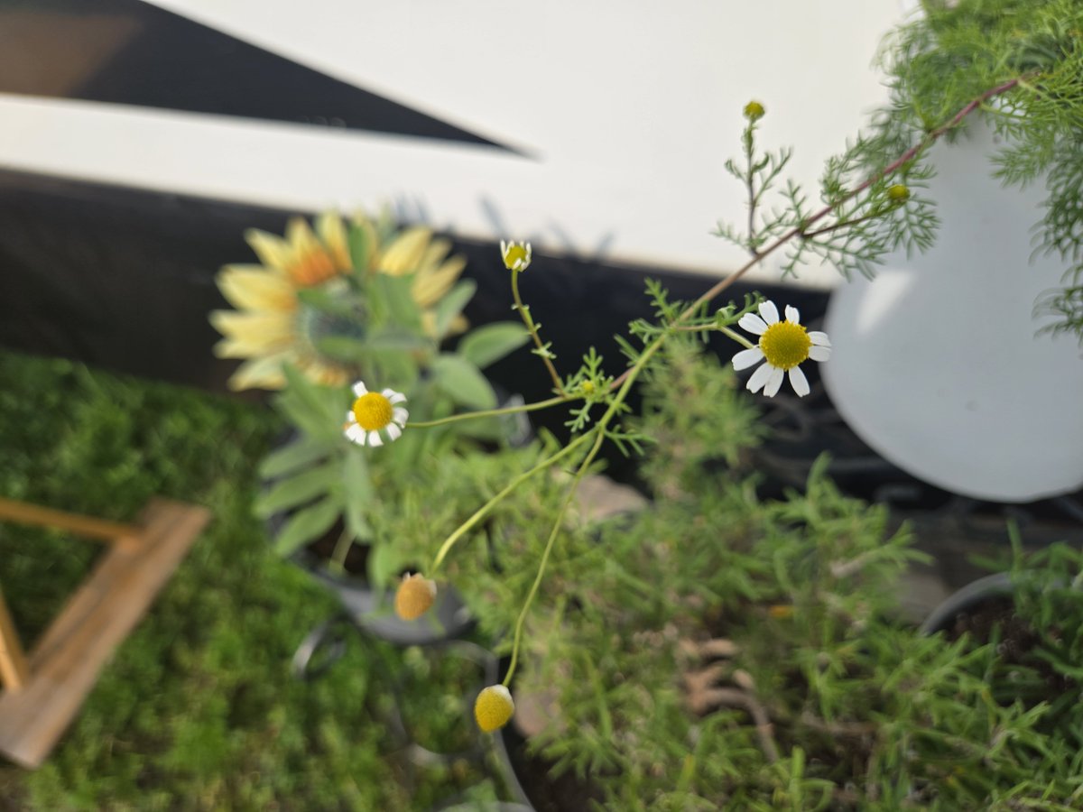 RealTalk8386's tweet photo. The chamomile is chamomiling

And I'm just a smiling! ☺️ https://t.co/AG7z2rsFfw