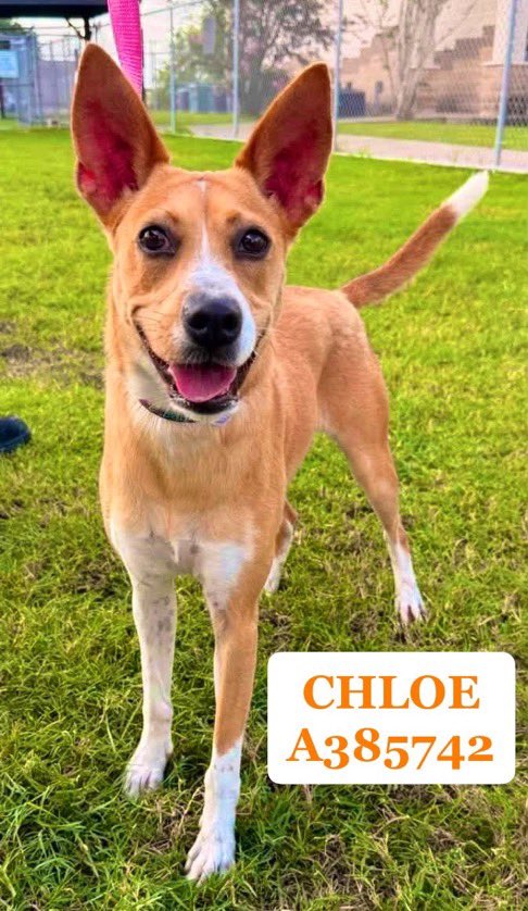 Danawb26's tweet photo. 🆘‼️CHLOE‼️🆘 #A385742 

Miraculously CHLOE has managed to escape death at #CorpusChristiACS, but every day in the kill shelter gets her 1 day closer to being killed!!! 💔

I NEVER thought she’d still be there!! Her Basenji mix makes her a rare gem & it’s so insane that she keeps getting overlooked!! People just don’t get how special she is!!! 🤯

CHLOE is  an energetic. athletic dog who loves long walks and hikes, & is intensely loyal & full of affection! 🥰

PLZ help save her!!!! 😭🙏🏽
#Pledge4Rescue