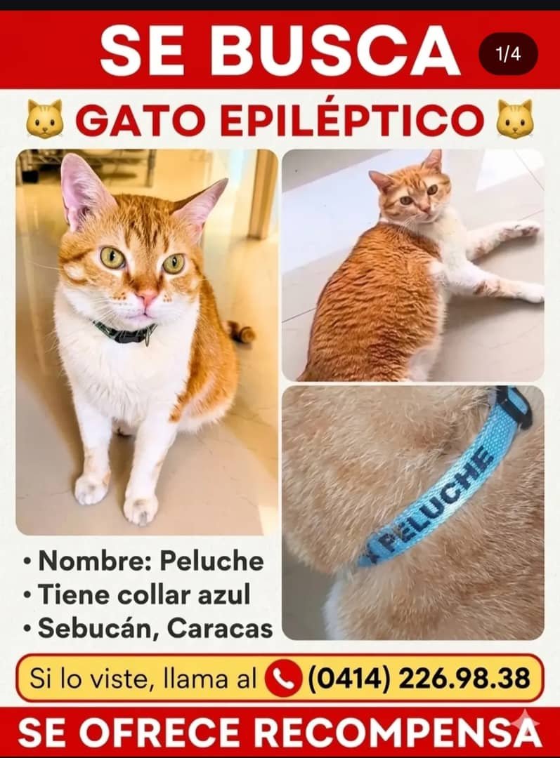RamsesVazBlanco's tweet photo. Reenviado. Extraviado. Gracias.🙏🐱🐾💔😔🇻🇪 https://t.co/DMAeTLkQGI