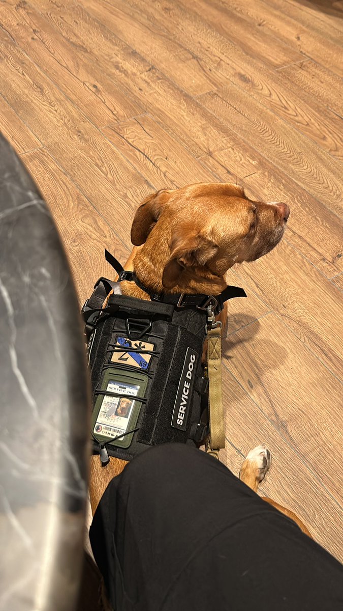 roblesd84's tweet photo. @ApartadoMex @LlanoEly Aquí con mi perro en un avión y salón premier de @aeromexico en un vuelo internacional y que no pueda viajar en un autobús es una pendejada que se joda grupo estrella blanca son una mierda los animales se portan mejor que muchos animales que leo por aquí https://t.co/EGm0t5GZ0b
