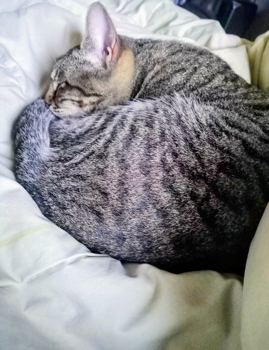 JaimebluesRNB's tweet photo. Domingos de súper acción (?)
#Gatu https://t.co/jlHvGjISAz