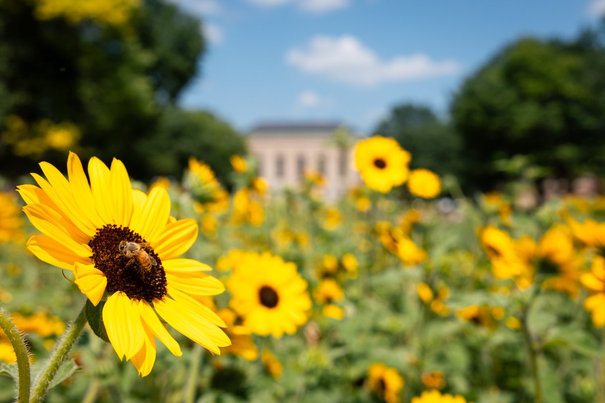 umichLSA's tweet photo. Plant enthusiasts rejoice—there’s a new app from the U-M Herbarium that puts the power of Michigan’s most complete plant identification guide in the palm of your hands: https://t.co/JanjQejEd9 https://t.co/4iyBEqpEWE