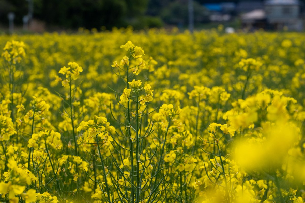 qzd13650's tweet photo. 昨日の結果と春の菜の花畑@飯舘村(^^)
3,957steps, 2.81km, 1,959kcal, 14min, 4h0m

#fitbit #google_health
#visitfukushima
#飯舘村
#nikonzf
#nikkor z 24-200mm f4-6.3 vr https://t.co/v2Y48AOHUI