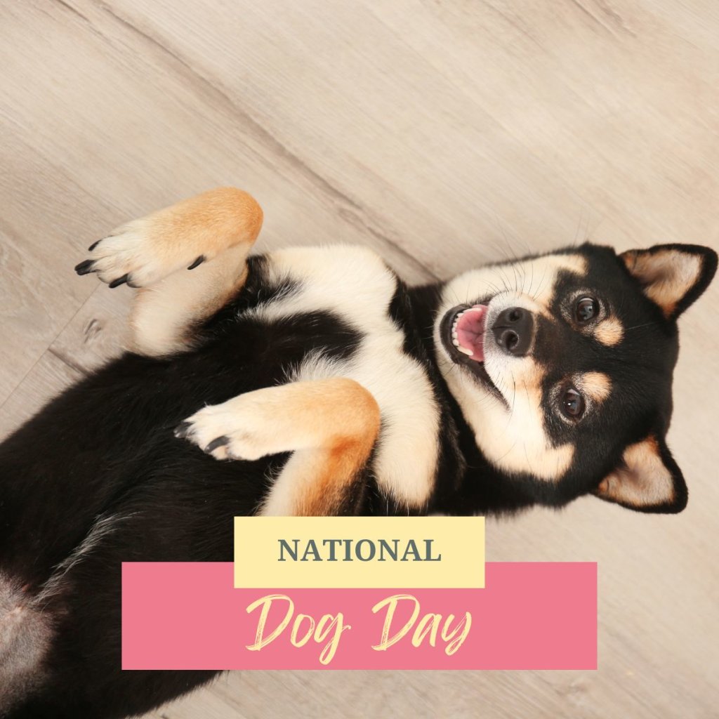 1st_flooring's tweet photo. Happy National Dog Day 🐾🐶 

Whether they're zooming through the house, leaving muddy prints everywhere, or just melting your heart with that look, our dogs make home so much better. https://t.co/mqN8J39WjU