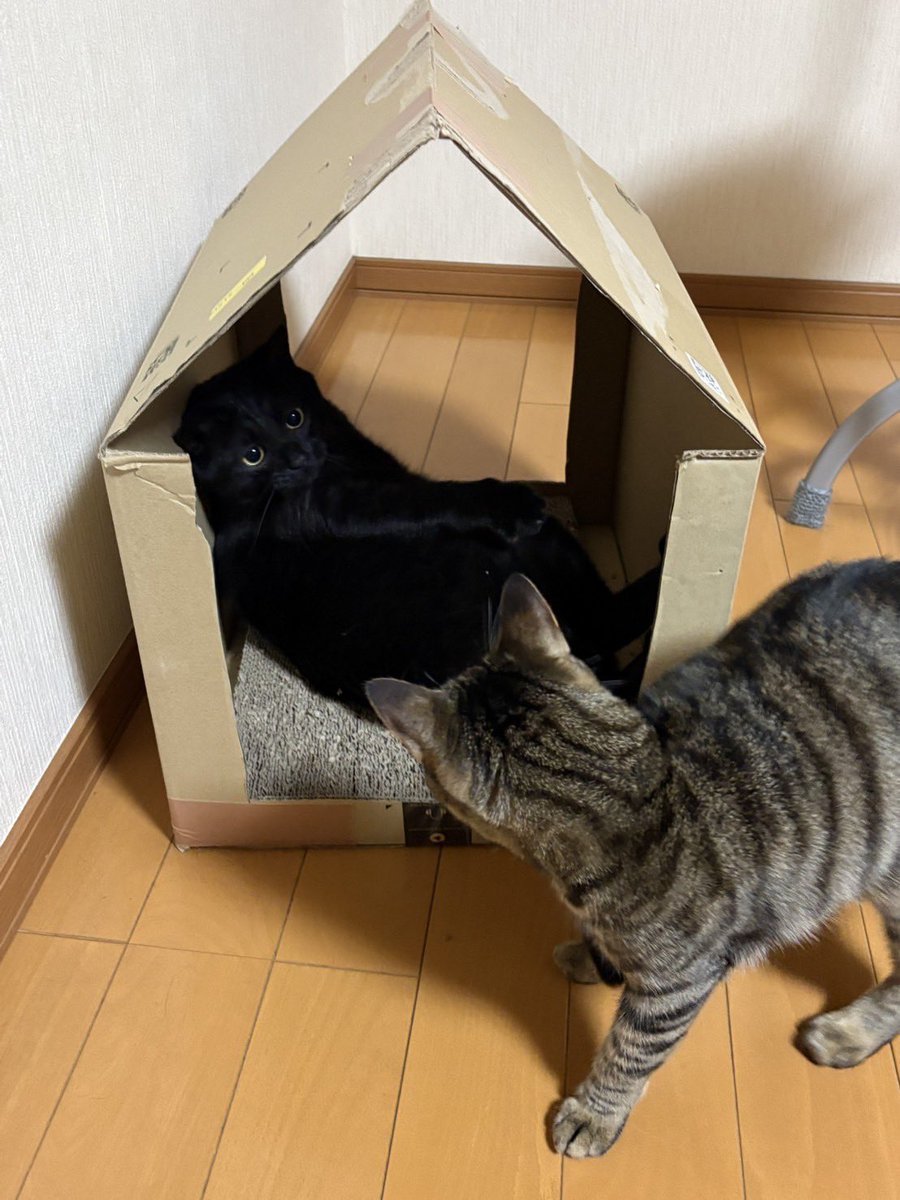 sarami_2023's tweet photo. 先客🐈‍⬛ https://t.co/2UqYqOz9Q9