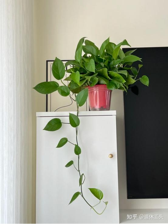 GilmaKunkadll's tweet photo. Just whipped up a cute macramé plant hanger in 20 mins with just cotton cord and a simple knot guide—perfect for sprucing up my tiny balcony! https://t.co/sa1lniWqDg