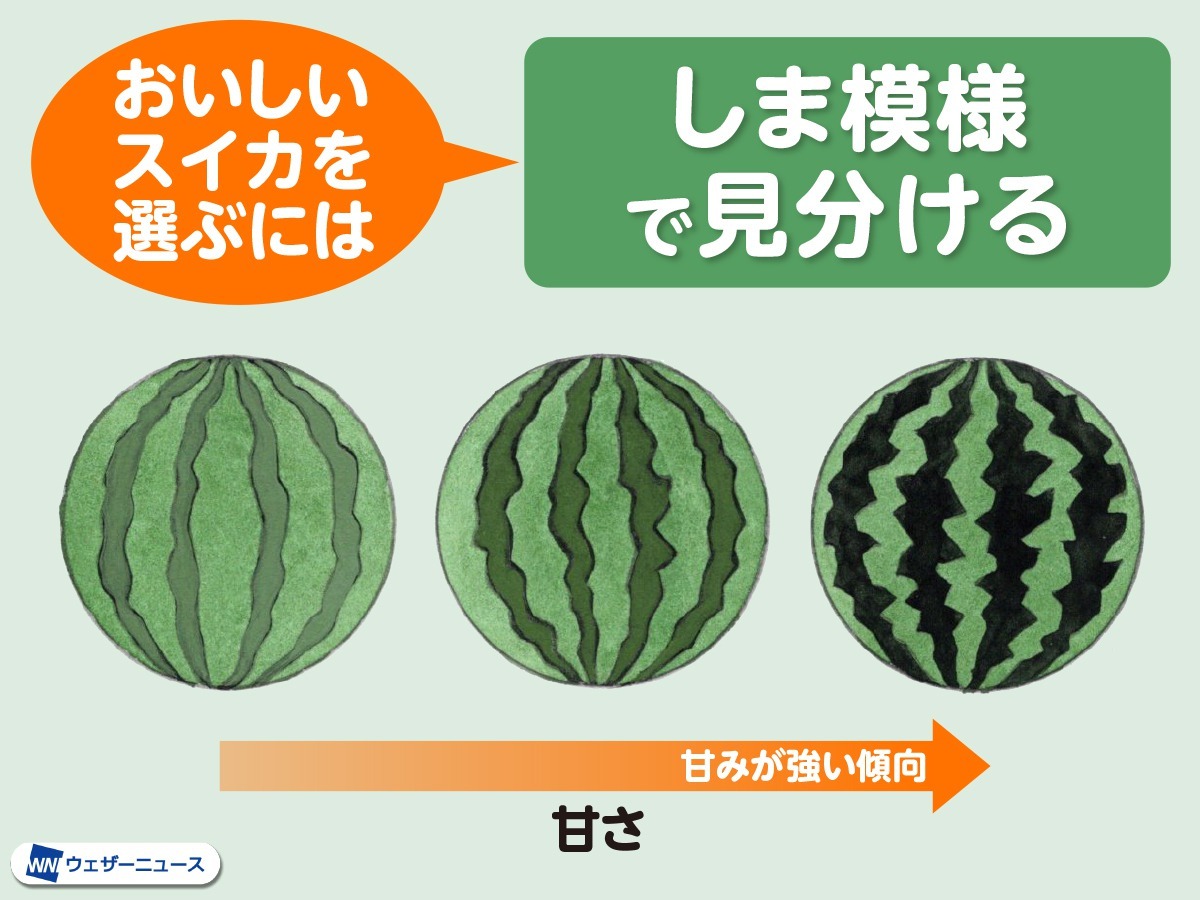 wni_jp's tweet photo. 【今日7月27日はスイカの日🍉】
連日の厳しい暑さで、水分たっぷりのスイカが恋しくなります。

店頭で甘いスイカを選ぶにはここをチェック！
▶︎しま模様の色が濃く、境界がくっきり
▶︎しま模様が凸凹している
▶︎ツルのつけ根がくぼみ、周りが盛り上がっている
https://t.co/UXLFkJN3pb https://t.co/LgGx6ki4O2