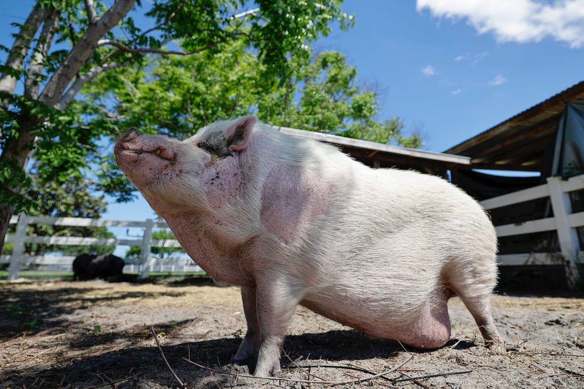 Zane_Calder's tweet photo. WE WILL NEVER BACK DOWN!!! WADDLES AND HIS WARRIORS WILL NEVER STOP FIGHTING!!!

GET READY FOR BATTLE THIS WEDNESDAY!!

SUPPORT  HERE: 
https://t.co/8IoAN4Bs61

Follow : https://t.co/HNvlkvGdBc

$WADDLESLIV
#WADDLES #WADDLESTHEPIG
#JUSTICEFORWADDLES https://t.co/kc4y11oeIi