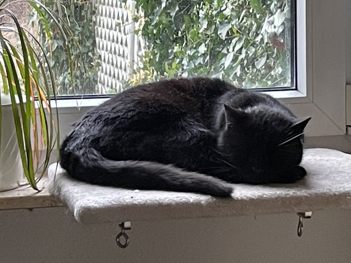 MrBlondeKVLT's tweet photo. Mein Silvester ist heute friedlich eingeschlafen. Hatte sich angekündigt, war am Samstag völlig kraftlos, trank nur &amp; ich hatte schließlich die Nacht neben ihm auf dem Wohnzimmerteppich verbracht. Er hat mich über 18 Jahre durch dick &amp; dünn begleitet. Ein Freund ist gegangen. 😭 https://t.co/scbCATiVce