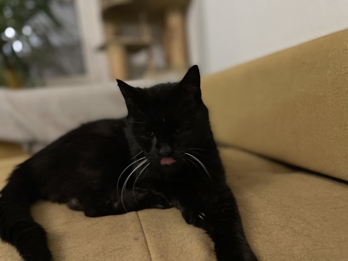 MrBlondeKVLT's tweet photo. Mein Silvester ist heute friedlich eingeschlafen. Hatte sich angekündigt, war am Samstag völlig kraftlos, trank nur &amp; ich hatte schließlich die Nacht neben ihm auf dem Wohnzimmerteppich verbracht. Er hat mich über 18 Jahre durch dick &amp; dünn begleitet. Ein Freund ist gegangen. 😭 https://t.co/scbCATiVce
