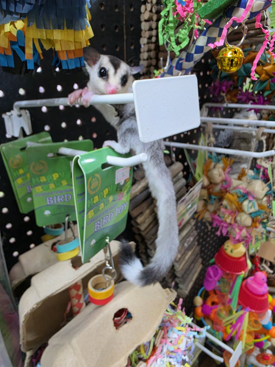 PanhandleExotic's tweet photo. Several new Sugar Gliders!  Info @ https://t.co/t8CPCwghNN https://t.co/7MBvK2PoUD