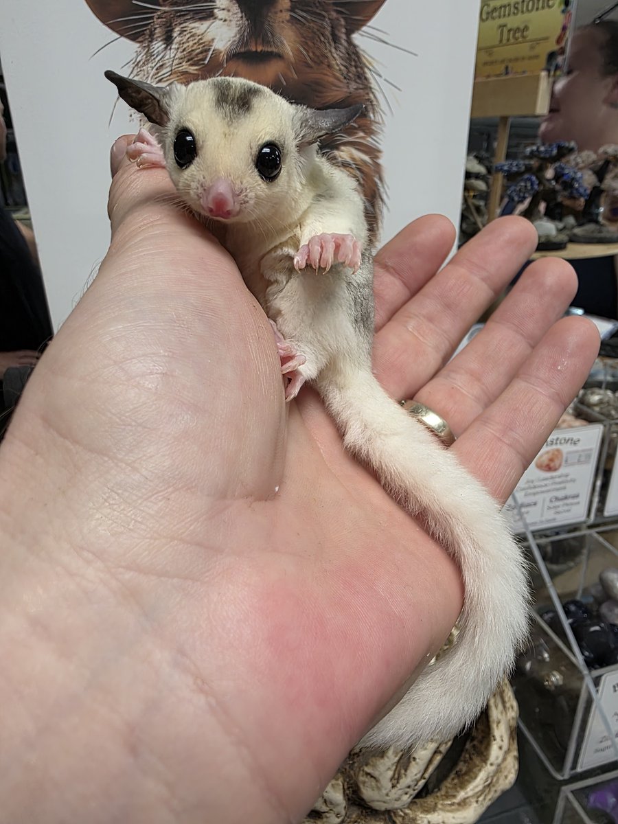 PanhandleExotic's tweet photo. Several new Sugar Gliders!  Info @ https://t.co/t8CPCwghNN https://t.co/7MBvK2PoUD