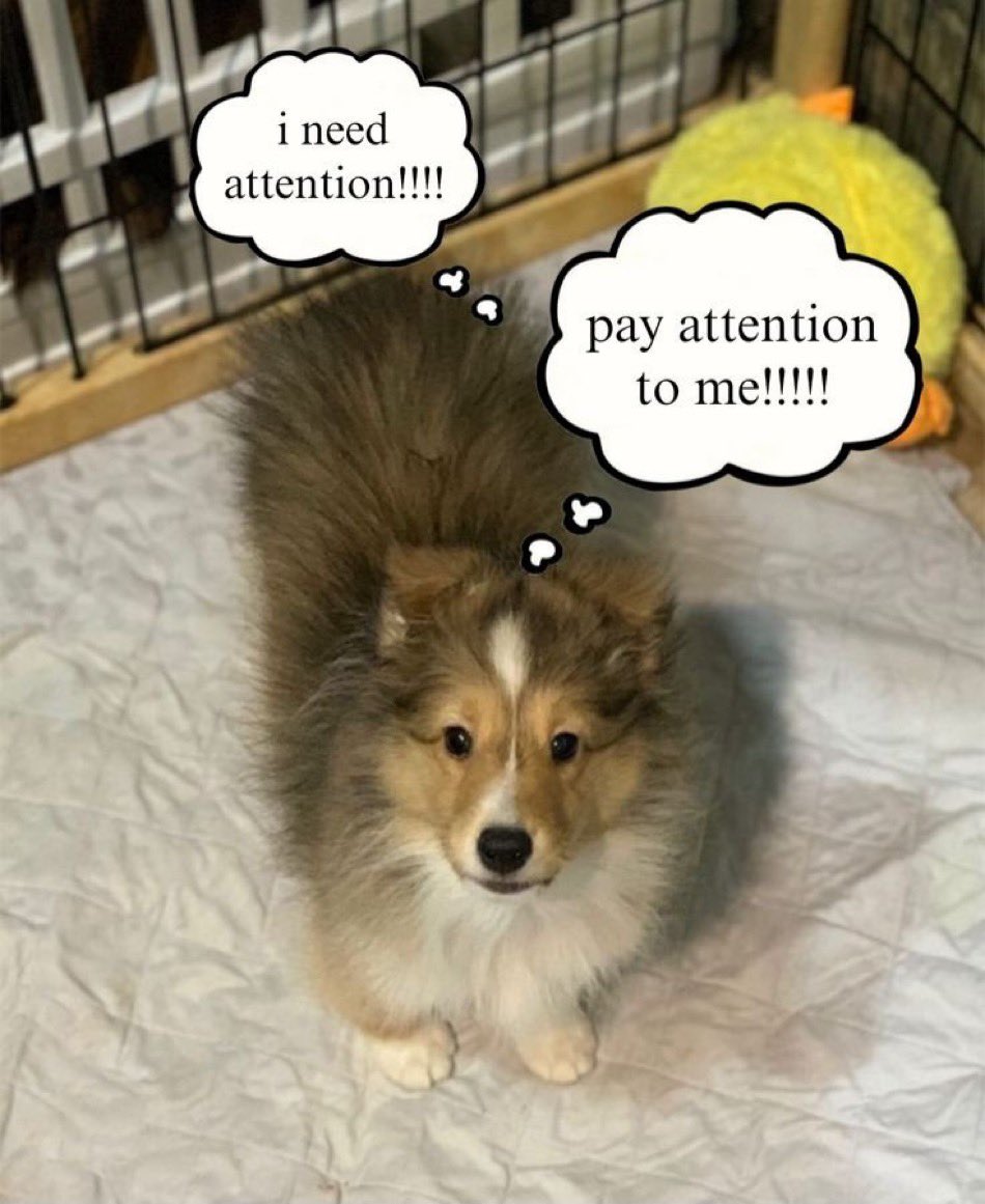 wifetummy's tweet photo. PAY  ATTENTION  TO  ME https://t.co/A3hmJVpJoX