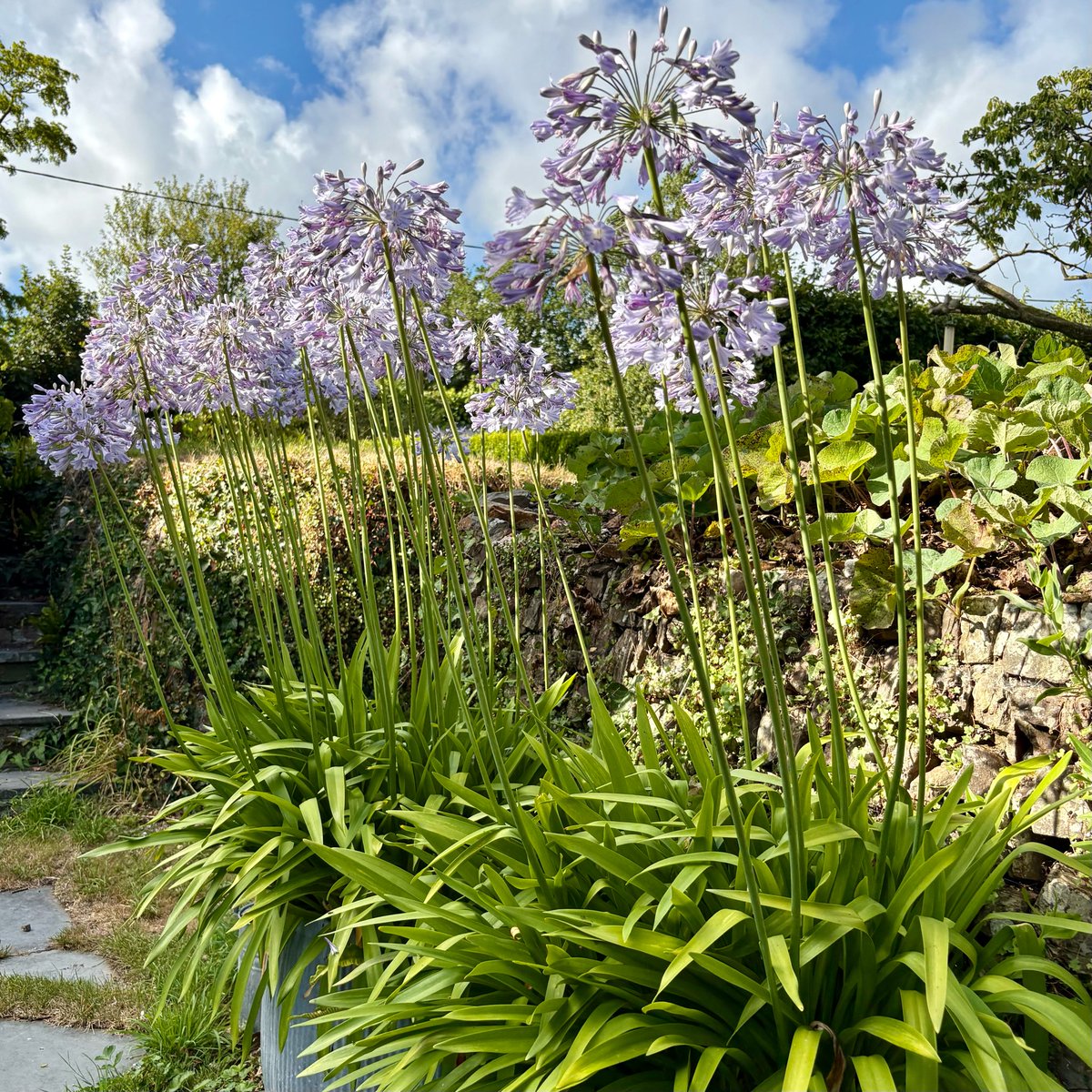 keithtesterliv1's tweet photo. A very windy day here at the Manor House garden, watered in the greenhouse and the Agapanthus, they are beautiful and the hover fly is enjoying them too. #manorhouse #agapanthus #hoverfly https://t.co/nfDeCi1OvD