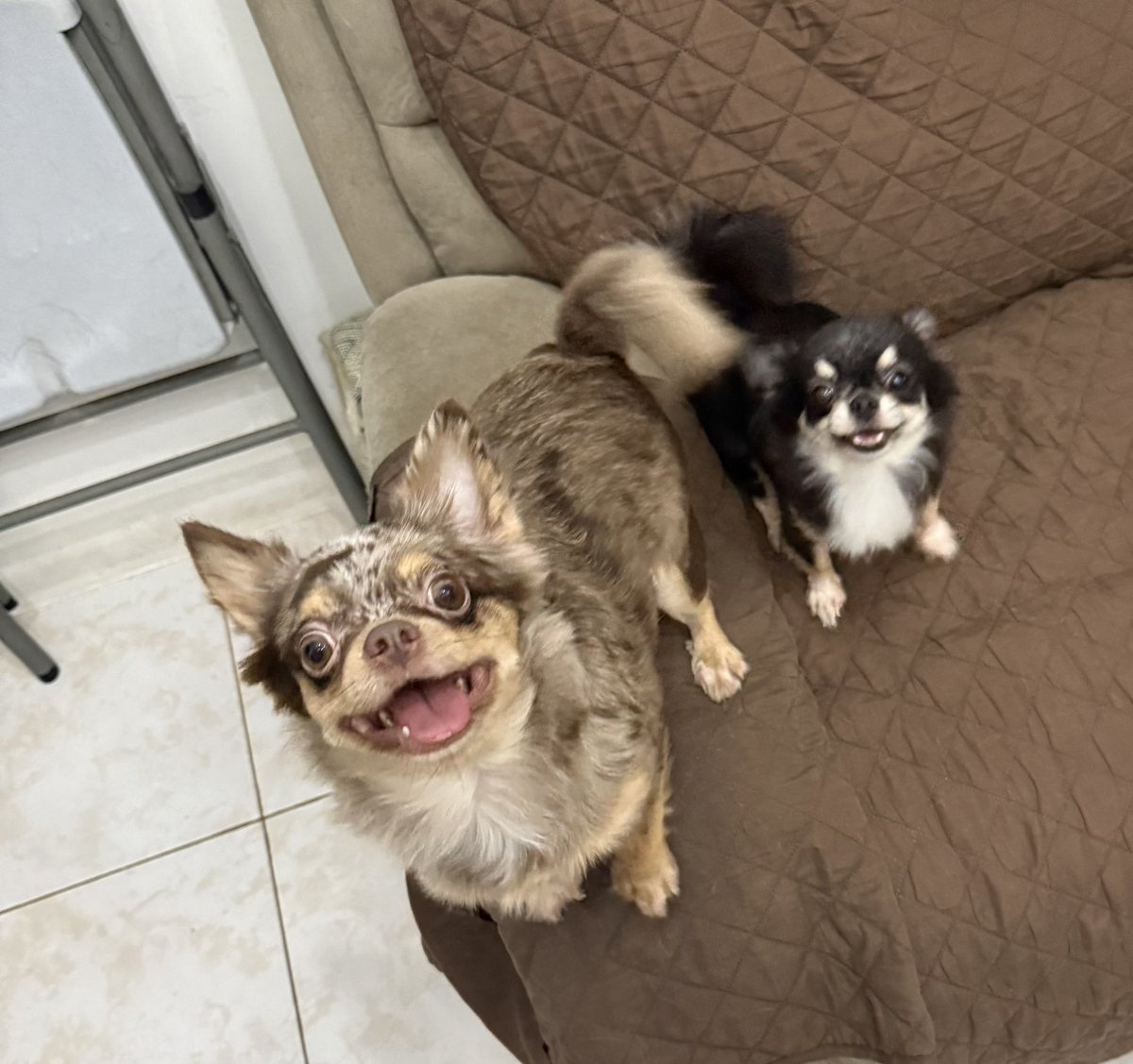 markytot888's tweet photo. My babies 🥰🐾 https://t.co/FxDWo9PcqK