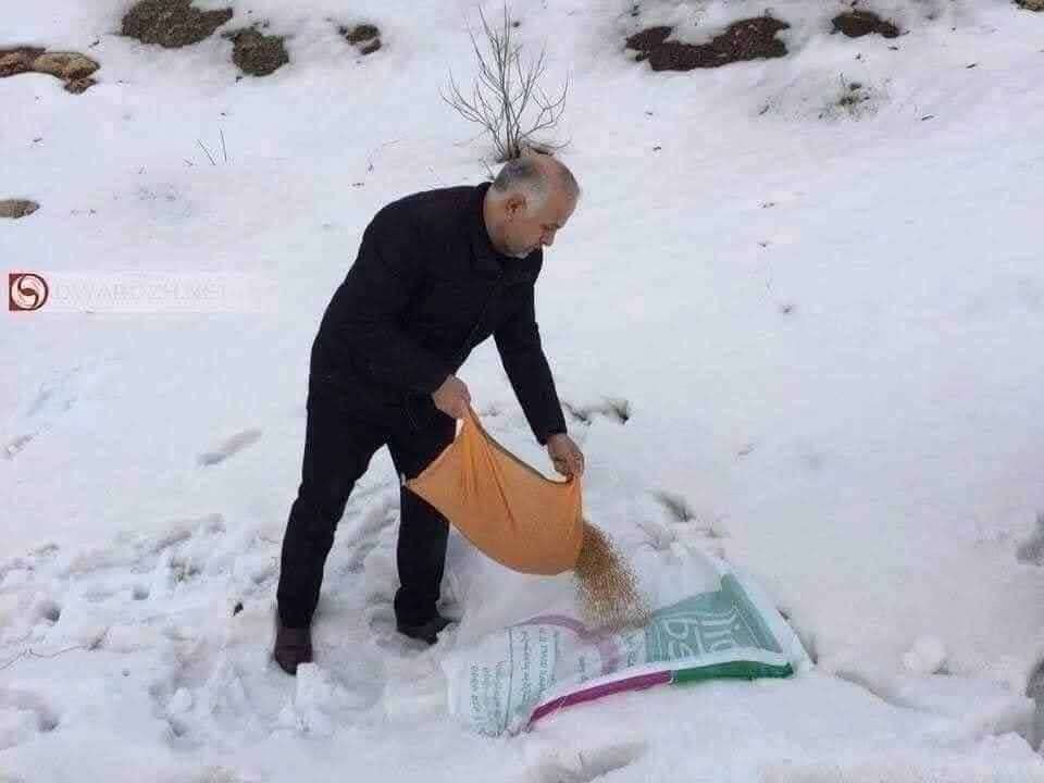 hajebxvnyo's tweet photo. دهوك دولة كوردستان  جبل_كاره 
انثروا القمح على قمم الجبال حتى لا يُقال جاع طير في بلاد الكورد، عاده كوردية قديمة يقوم الناس بالصعود للجبال بعد تساقط الثلوج ويتم نثر القمح عليها حتى لا تموت الطيور من الجوع  

 احنا حتئ طيورنا تختلف تاكل  750 طن حنطه من سايلو النجف شلعه وحده https://t.co/kNubcYEshU