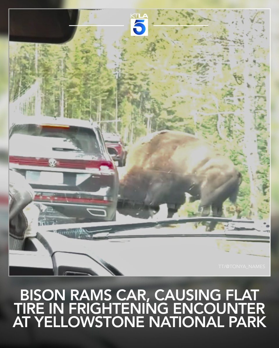 KTLA's tweet photo. A bison rammed a vehicle and popped its tire in a scary encounter at Yellowstone National Park. Details: https://t.co/sLivhhQef9 https://t.co/UZVfQ5v4Nf