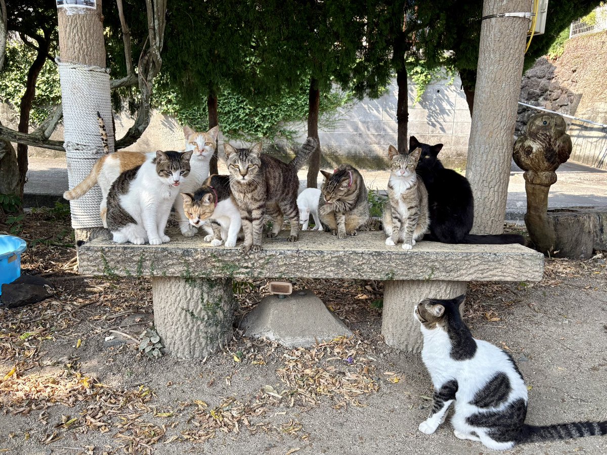 nekorobicafe's tweet photo. 📸
「はい並んで〜。」

修学旅行の記念撮影か。

#猫 #cat #湯島猫部 https://t.co/MqAEhNEHrw