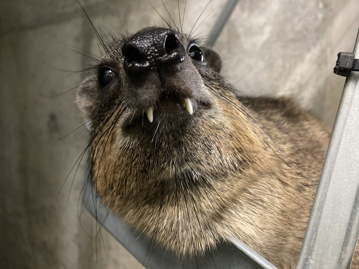 FukuyamaZoo's tweet photo. 昨日のちりとりラックス
#付けるだけエンリッチメント
#タカオ福山動物園 #ケープハイラックス #ちりとりラックス https://t.co/7r3GA8alx8