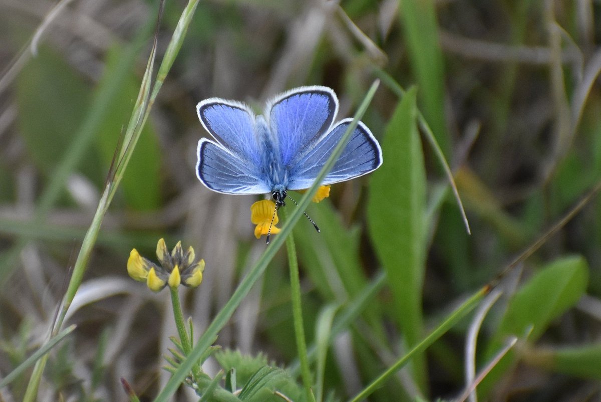 BLE_Lorraine's tweet photo. Un parfum de Méditerranée en Lorraine

La #Lorraine a permis l’implantation d’espèces végétales et animales de type méditerranéen sur son territoire 🦋

https://t.co/qjQ2QVCNcv https://t.co/yZiYwxv4Fl