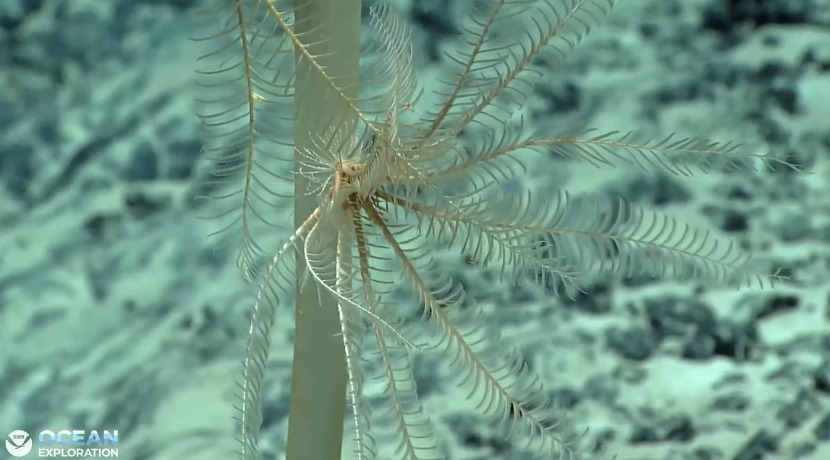 oceanexplorer's tweet photo. Today’s #Okeanos dive is a go! We’re heading down to the lower flank of B1 Seamount, located along the Cook Island’s southwestern border with American Samoa. Starting a depth of ~4,950 m (3.1 mil).
Seafloor ETA: 1 p.m. CKT / 7 p.m. EDT
Watch LIVE: https://t.co/2nkP2gZZis https://t.co/BGwuK8RQvW
