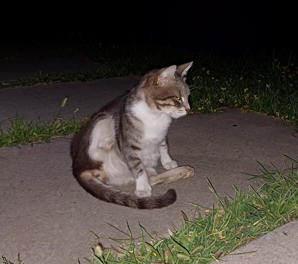 poppippoppipo's tweet photo. [KEDİ SAHİPLENDİRME İLANI]

-Yavru dişi kedi.
-Bir bacağı yok. Yine de koşabiliyor, yürüyebiliyor.
-Henüz aşıları hakkında bilgim yok, kızgınlığa da girmemiş daha çok küçük. 
-Çok tatlı uslu bir kedi biz şuan dışarıda besliyoruz ama dışarıda yaşaması zor :( https://t.co/v4kf3plusM