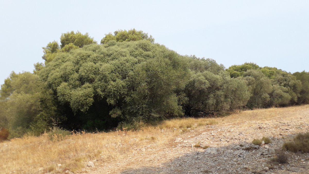 jm_mallarach's tweet photo. La garriga de dalt del massís del Montgrí es va recuperant, i d'aquí uns anys, si no hi ha cap desgràcia, hi haurà un bon mosaic de garrigues, amb ullastre, romaní, coscoll, etc. Gradualment es podran anar tallant els pins que romanen, molts d'ullastres ja superen els 5 m d'alçada i fan molta més ombra que els pins