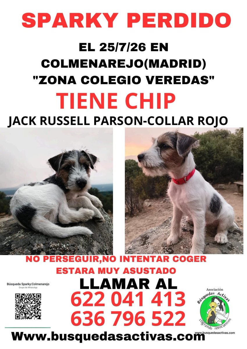 GuantesRojos1's tweet photo. #SPARKY PERRITO PERDIDO EN  #Colmenarejo  @PerdiMiMascota @PerrosPerdidosA @VidasSos @ayudando_perros @AytoColmenarejo  @AytoGalapagar @aytoescorial https://t.co/fY2ru6cmqL