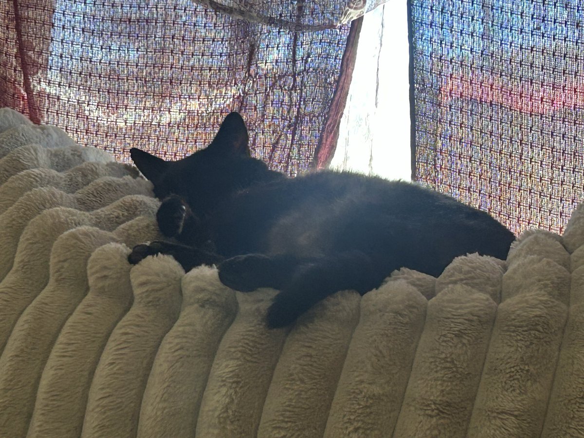 Stellar1269's tweet photo. Bubba’s cats https://t.co/ee01cLKimD
