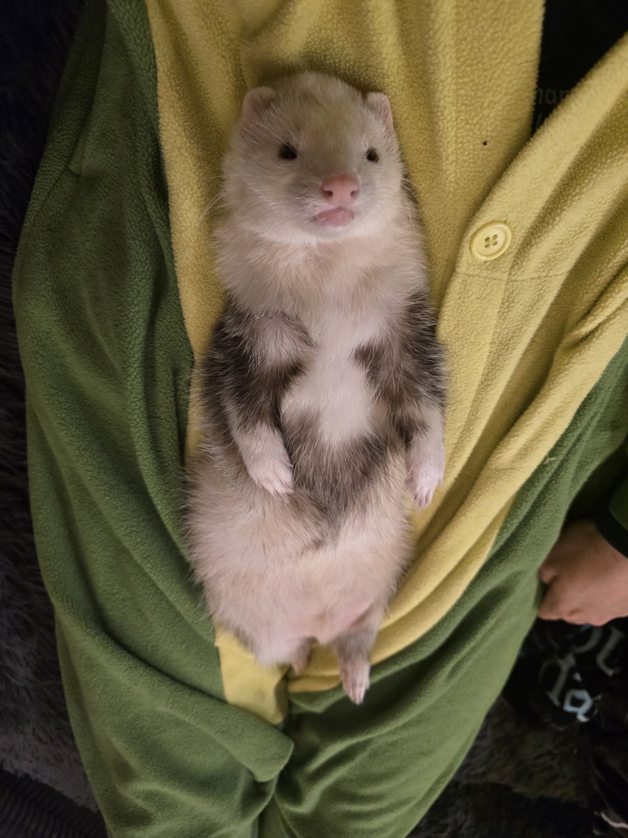 FerretPosting's tweet photo. Cuddle https://t.co/dTHkJKCOWW