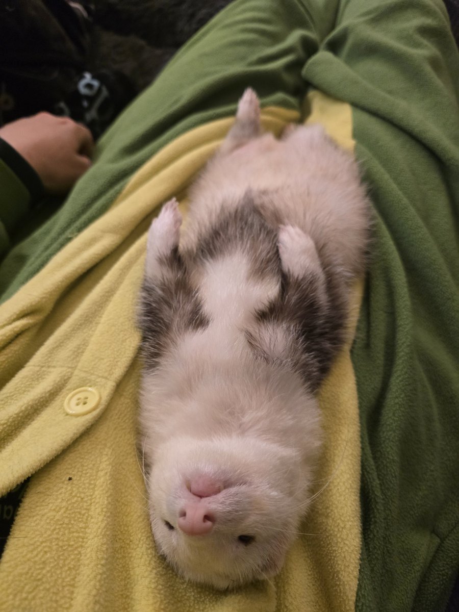FerretPosting's tweet photo. Cuddle https://t.co/dTHkJKCOWW