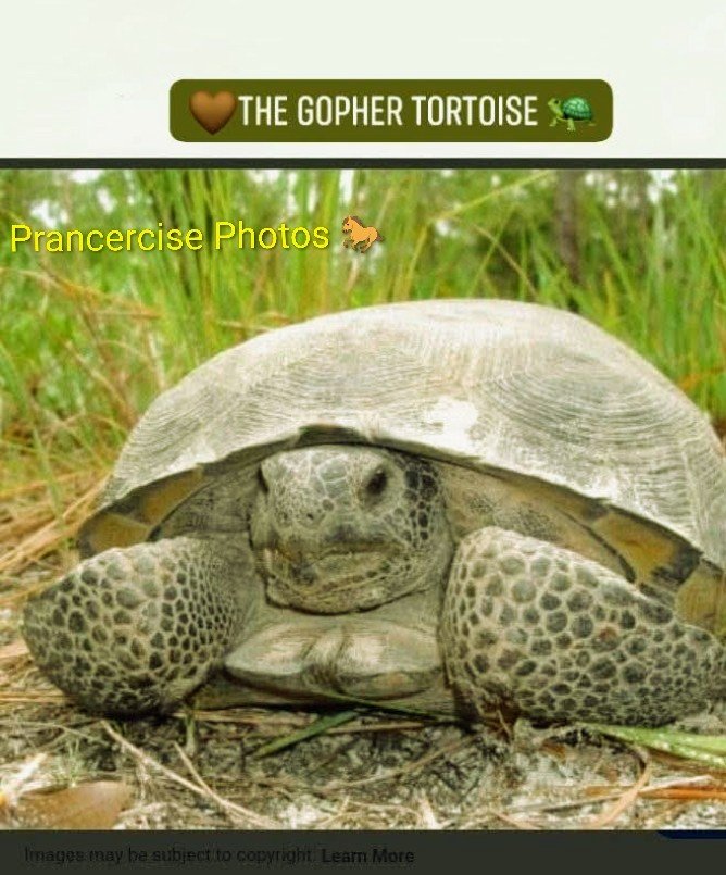 prancercise's tweet photo. THE GOPHER TORTOISE :(Gopherus polyphemus) is a reptile native to the southeastern U.S., known as a keystone species because its deep burrows provide shelter for over 350 other animals,
#wildlife #tortoise #protected #ForestDwellers #Hero #pineforest #sandyhabit #photography https://t.co/lS6PdBWY6L