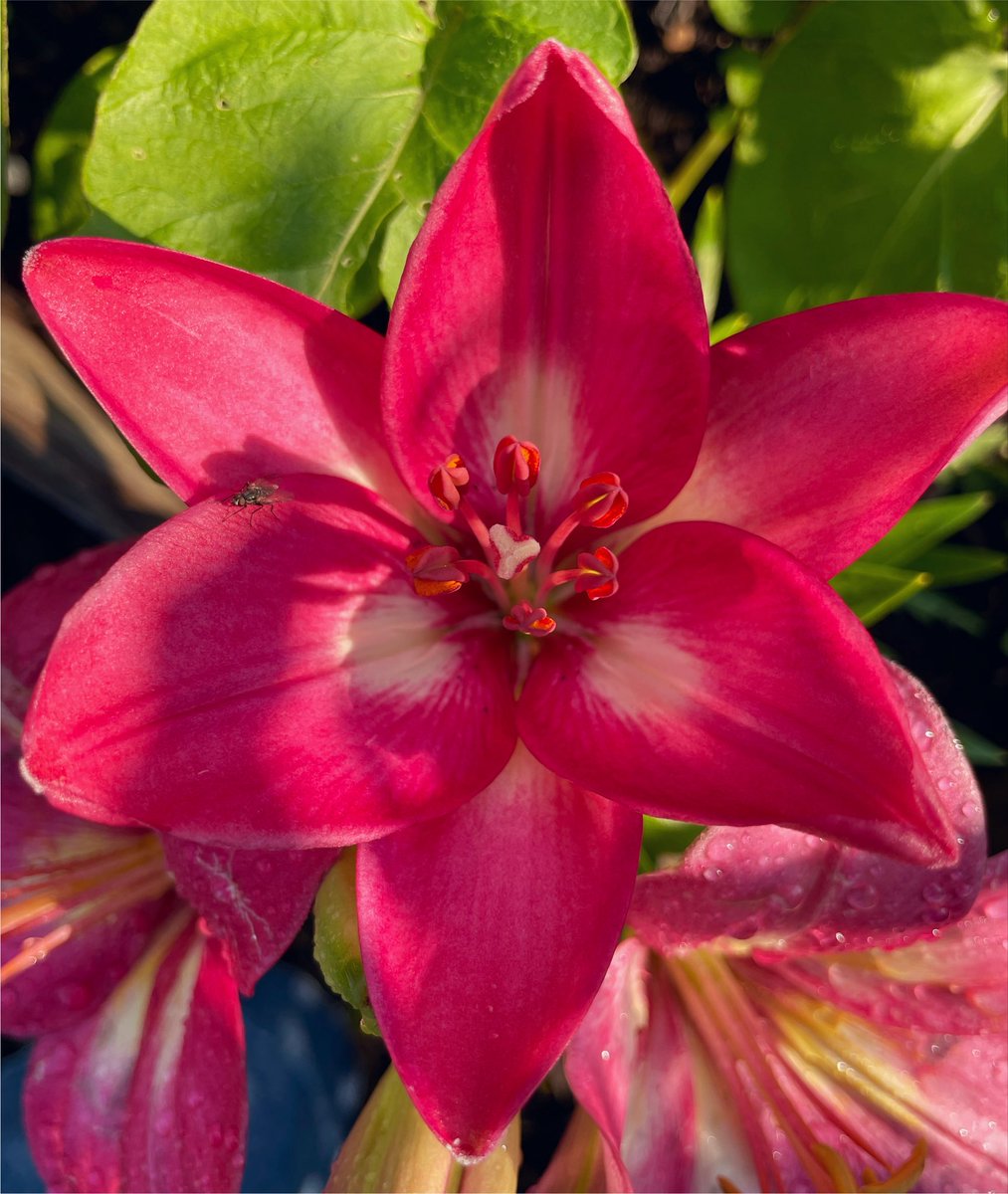 la_lune_555's tweet photo. unfolding beauty https://t.co/y21SRKf80U