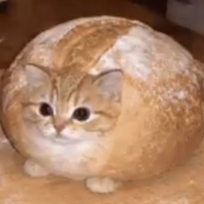 breadcatpf's tweet photo. is it a bread or is it a cat? https://t.co/Lpkp0kza2k