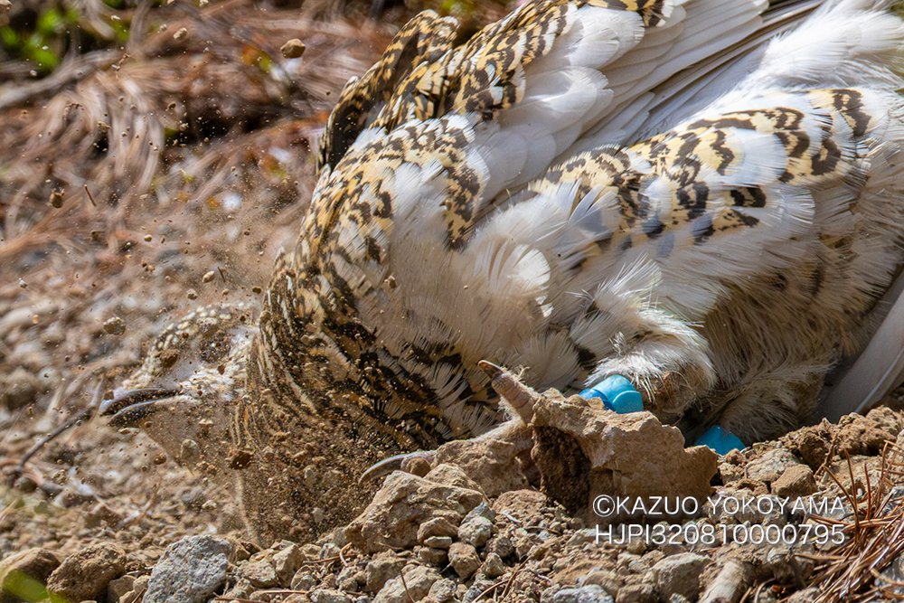 kanifilm's tweet photo. ライチョウの砂浴び
#ライチョウ
#雷鳥 https://t.co/ZcbHIbpNQi