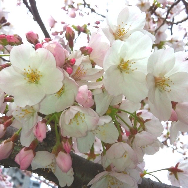 polyculebaby's tweet photo. apple    apple    apple      ♡

🍎   apple
🍏   apple
🍎   apple
🍏   apple https://t.co/Vxxvv0ltsA
