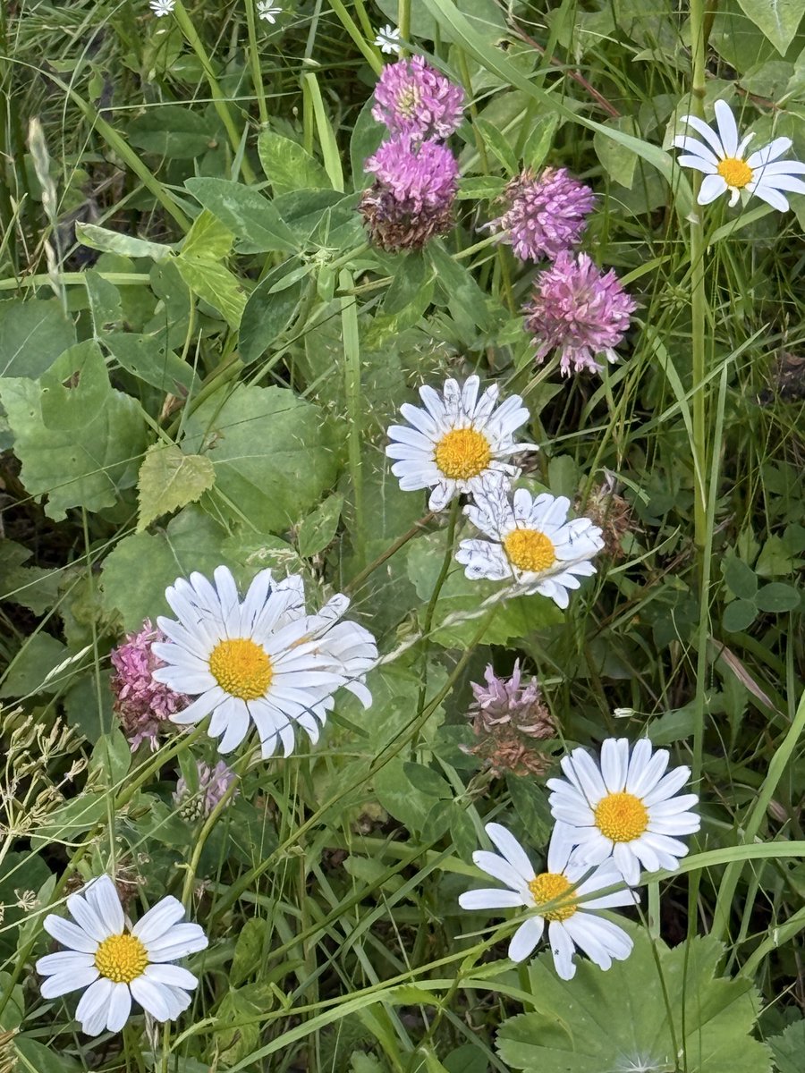 MagneBjella's tweet photo. ⛰️🐑🐮Fjellet om sommeren 💛🤩⛰️dyreliv, flott natur, rennende bekker, lyden av sauebjeller 🐑🐑våkne til kuraut og kubjeller💛handle noe godt på Annis på Ringebu 🤩🐮nyte rømmegrøt og spekemat 💛🤩#kvitfjell #venabygdsfjellet #ringebu 🤩💛

Så snille gode Arvid Evanger skrev dette diktet til meg ❤️💛 etter denne posten på Facebook ❤️tusen takk ❤️

«Magne Bjella på Venabygdsfjellet

Magne Bjella står i fjellet
der vinden går lågt
og sommarlyset kviler
som eit mjukt slør over lyng og stein.

Venabygdsfjellet opnar seg
som ei gammal bok,
side for side av bekkar som renn,
gras som bøyer seg,
og dyr som vandrar
i sin eigen rytme.

Lyden av sauebjeller
ringer som små minne
frå alt som har vore her før,
og kubjellene svarar
med den djupe tonen
som berre fjellet forstår.

Her står Magne,
stille men sterk,
midt i alt som lever.
Han kjenner fjellet,
kjenner dyra,
kjenner sommarens ro
som legg seg i kroppen
som ei god hand.

Og når dagen blir lang
og sola fell lågt,
kjem tanken på det som ventar nede i bygda:
ein stopp på Annis i Ringebu,
eit godt kjøtstykke,
ei handfull tradisjon,
og kanskje rømmegrøt og spekemat
som rundar av dagen
med den smaken som høyrer Noreg til.

Magne Bjella —
eit menneske i fjellet,
eit liv i rytme med naturen,
eit minne som står
stille
men sterkt
i Venabygdsfjellets sommar.

— Arvid Evanger❤️🇳🇴