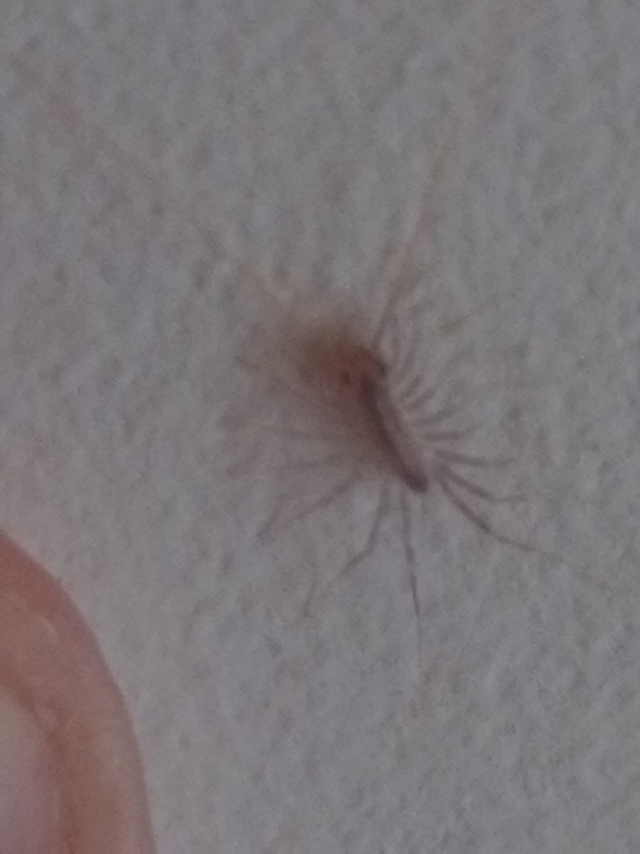 SKULLHORNETS's tweet photo. babiest littlest centipede on the ceiling of my room https://t.co/zLmBGcdcr7