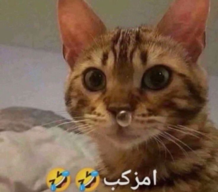 shuu7ui's tweet photo. وزائرتي كأن بها حياء

فليس تزور إلا في الظلام

بذلت لها المطارف والحشايا

فعافتها وباتت في عظامي https://t.co/zadvobRLlI