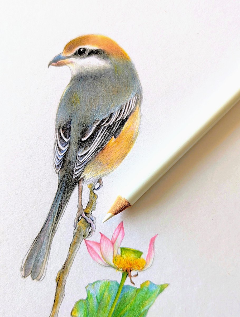 臼井真佐代/Illustration tweet media