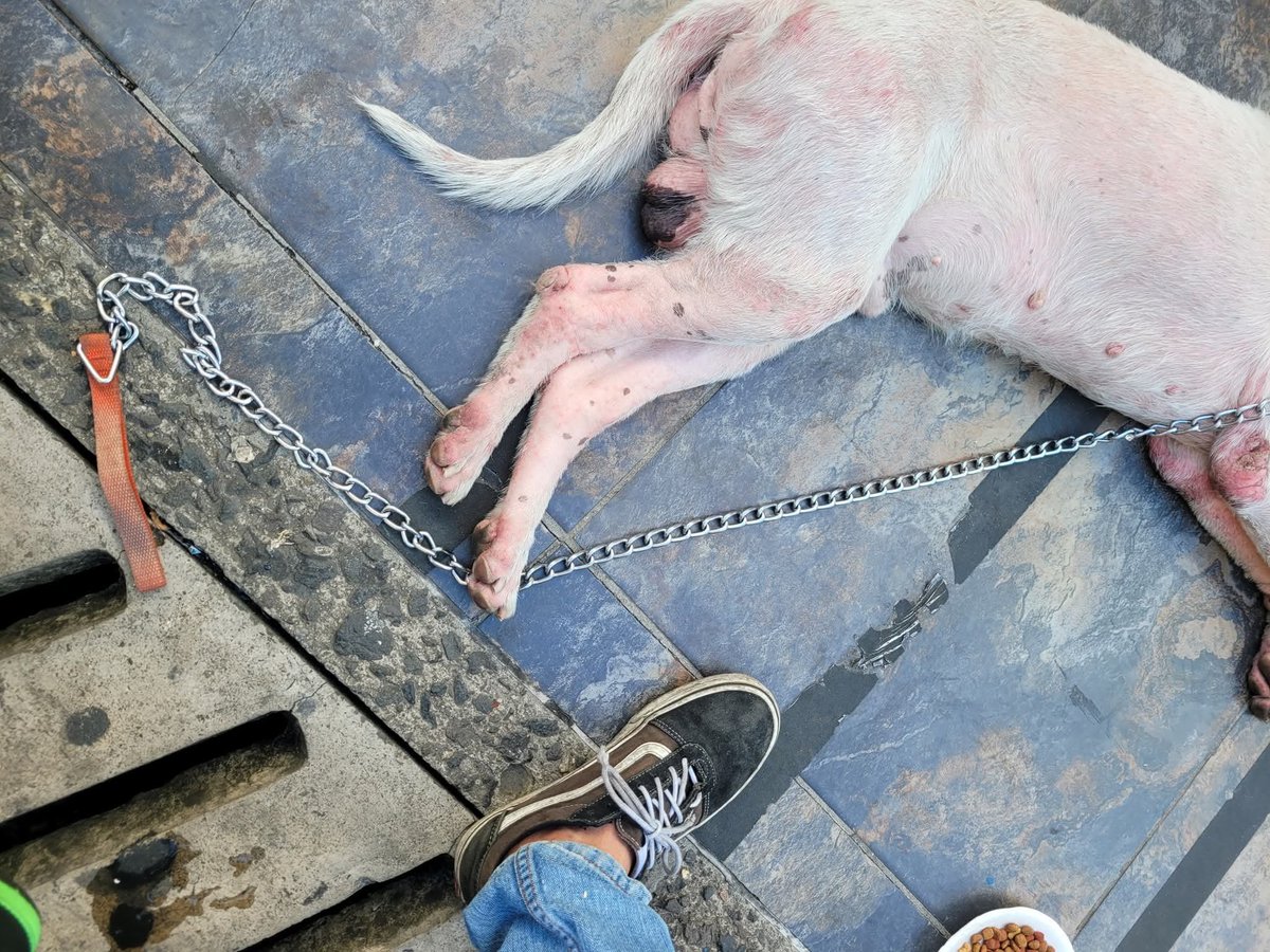 lyssitta's tweet photo. La semana pasada que fui a dejar medicamentos a Blanqui 🐕, conocí a don César y Snoopy 🦮
Estuve platicando con don César un ratito,  me contó que rescató a Snoopy hace 4 o 5 años más o menos,  que lo estuvo llevando a Chivo Pets a su recuperación y que varias personas  le ayudaron...
Don César esta en silla de ruedas y se mantiene con Snoopy en la cuadra del Teatro Nacional y la BINAES (Centro Histórico de San Salvador)
No dudo del tratamiento que le estén dando al perrito , pero de la piel se ve malito 😥, no se que medicamento le han dado o los exámenes 
Si alguien que los conozca sabe talvez pueda comentar acá en comentarios por favor 
Don César le da comida Monello (me mostró la Bolsita)a Snoopy, esa se la regalaron me comentó y se que al perrito le caerá muy bien 😃

Si ud quiere donarle de esa comida a Snoopy , acá en el texto dejo a donde los puede encontrar por las tardes , también si hay algún veterinario que quiera donar de su tiempo y conocimientos en darle un chequeo seria una bendición 🙏🙏🙏un
Una pastilla para la piel, shampoo especial tampoco le caería mal 🥹

Y si quiere dar apoyo a don César ya sabe donde encontrarlo,  no quiso que le tomara fotos pero acá dejo el dato