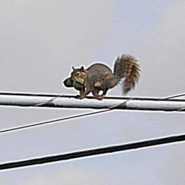 diasy_99's tweet photo. $SOL 🕵️ A Squirrel just got huge gains! ⚡

𝗡𝗔𝗠𝗘: Squirrel On Line
𝗖𝗔𝗣: $67.3K  ┆ 𝗟𝗜𝗤: $8.9K  ┆ 𝗛𝗢𝗟𝗗𝗘𝗥𝗦: 596

🔥 Price soared +616.88% in 1H, with $10.4K net volume. This nut is cracking! 🌰

https://t.co/lGhi7E7iuM https://t.co/cdj0CeLWKA