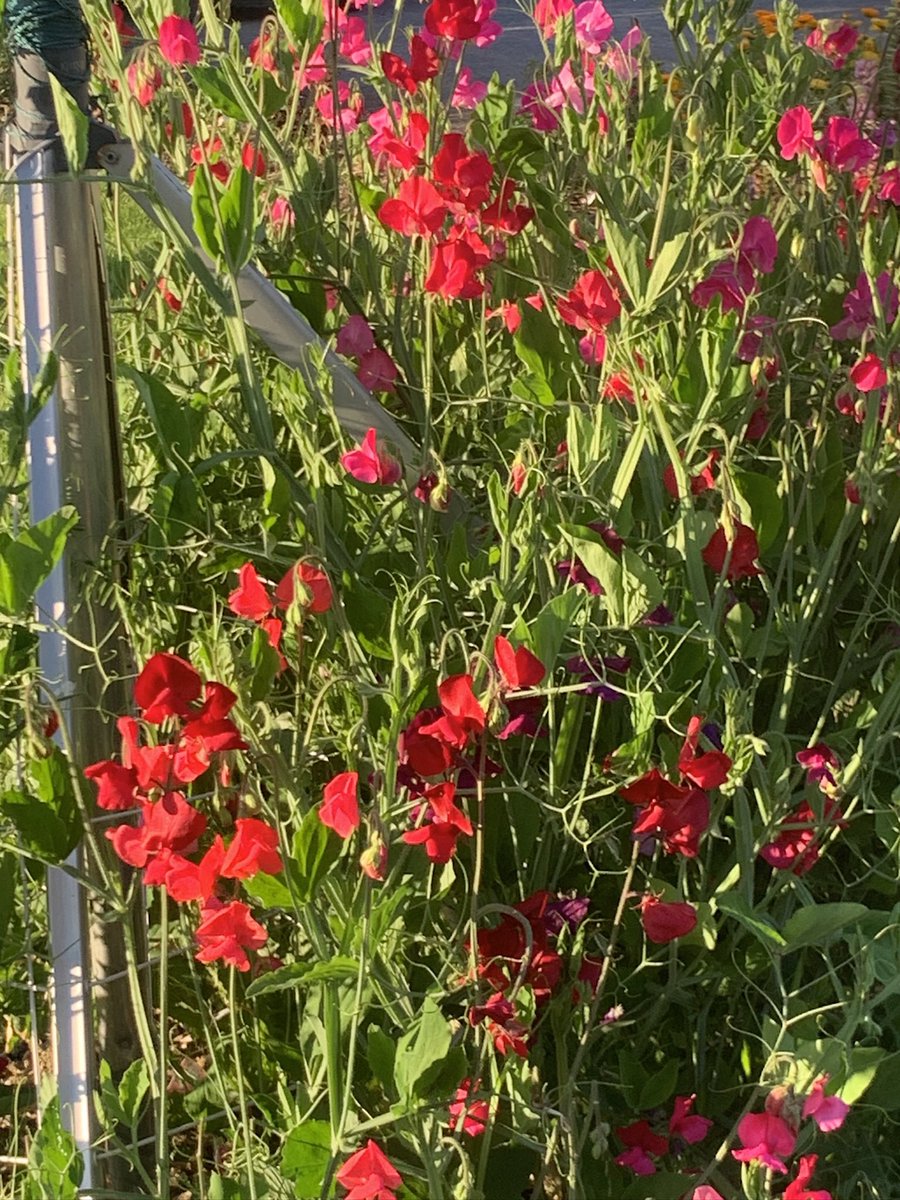 KilkennyTweet's tweet photo. @GardenerFliss An upturned clothes line for my sweet peas - family thought I was mad - whose laughing now? https://t.co/iArvUK0RjV