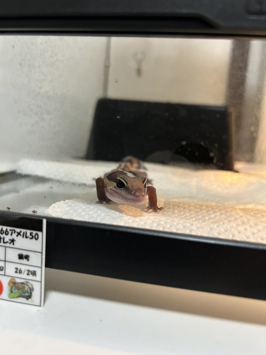 ailuce3's tweet photo. 新入りのおかか
むにむにが増えたーかわいいーー https://t.co/YKhntpR7TJ